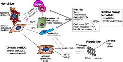 Frontiers Macrophages And Platelets In Liver Fibrosis And